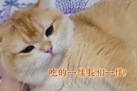猫咪吃相同食物相貌会相似吗?视频封面