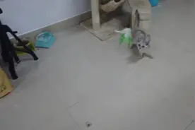 铲屎官用逗猫棒测试小猫咪弹跳力，没想到猫咪跳起来特别轻松！