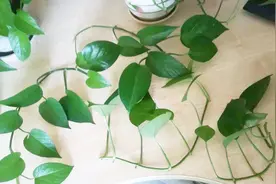 绿萝枝条水培，7天生根，1个月就爆盆！视频封面