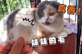 一只猫喜欢另外一只猫时可以有多卑微！