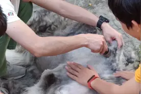 今天有缘给阿拉斯加剪毛，不过还是有点棘手😂今天是特别的一天