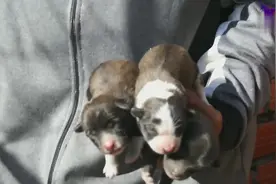 感动！聪明的流浪狗妈妈，带人找到快要饿死的小狗崽！