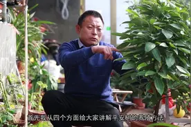 平安树养护只要这么做，把小树也能养成“巨无霸”，这招真实用！视频封面