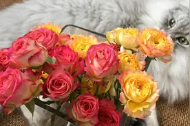 多头泡泡玫瑰瓶插期可达10天以上！分享一网购鲜花的养护小窍门～视频封面