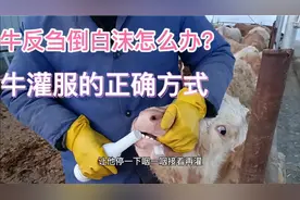 牛反刍倒白沫怎么办？胃酸灌服的正确方式和注意事项视频封面