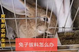 喂家兔时兔子趴料让人烦恼，几样小技巧可以试试，希望能帮到大家视频封面