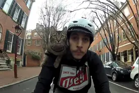 小伙收养一只流浪猫，每天带它送外卖，镜头记录全过程视频封面
