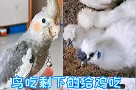 鹦鹉吃剩的给乌鸡吃，什么东西都不浪费，完美的“生态系统”😄