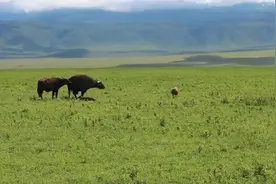 鬣狗盯上了刚出生的小野牛，野牛妈妈坚持守护着视频封面