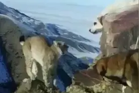 猞猁被狗包围了，面对狗狗的叫嚣，猞猁也没有主动攻击视频封面