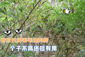 看见长满毛毛虫的树，你知道它是啥树吗视频封面