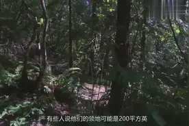 大脚怪：大脚怪就像是游牧民族，不断游荡难以捉摸视频封面