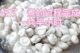 如何才能剥出又白又好的蚕丝？煮蚕茧很关键！