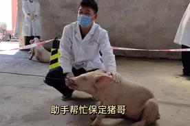 来看看美女兽医怎么样给猪🐷抽血视频封面