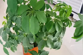 春天给鸭掌木这样换盆，生长旺盛，不伤根！