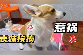 柯基为了占地盘尿床了，柯基挨打都不怕，直接让主人崩溃咆哮视频封面