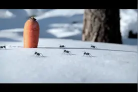 这视频我居然看完了，黑蚂蚁，红蚂蚁争夺战！视频封面