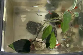 孔雀鱼喂什么饲料，具体一天喂几次，每次喂多少？为啥不能多喂视频封面