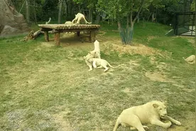 实拍郑州银基动物王国园内详细概况，项目太多一天逛不完视频封面