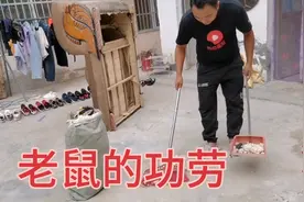 结婚9年，沙发被老鼠咬成这样，真是又气又恨，谁有好办法控鼠？视频封面