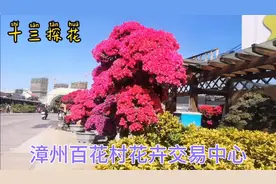 3层楼高的三角梅盆景，价格在5位数！我们也只能看看了！视频封面