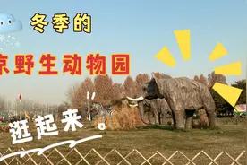 北京野生动物园冬季值得去吗？小鹿追车跑求投喂 但为啥被嫌弃？视频封面