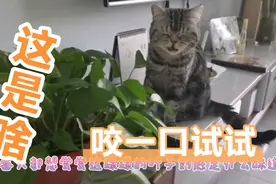 猫咪吃了绿萝以后竟然是这样的(′ʘ⌄ʘ‵)视频封面