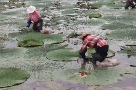 邻村有个芡实基地，带你看看芡实长什么样，人吃芡实有什么好处呢视频封面