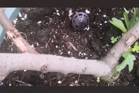 无花果枝干被虫蛀了好几个洞，我用这个小方法一次将虫全部消灭了