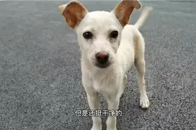 吸猫吸狗体质是什么样的，路遇小狗跟着跑，这个视频结尾有彩蛋哦视频封面