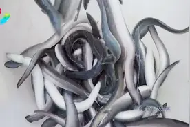 原来日本鳗鱼饭原产地就在中国，中日鳗鱼贸易30年，合作又竞争视频封面