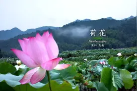 中国十大名花——荷花视频封面