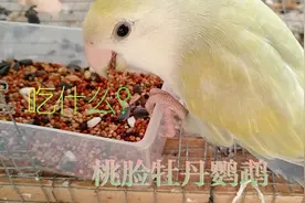 桃脸牡丹鹦鹉主要吃什么？人工饲养的食物有哪些？#24小时居家乐#视频封面