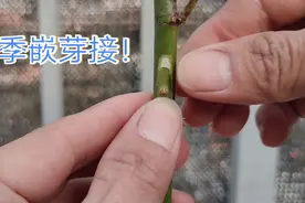 月季扦插长势慢？用蔷薇杆嫁接长势旺，观赏性强视频封面