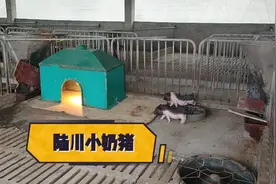 陆川土猪刚断奶的仔猪吃什么？这种猪太好饲养了，只要喝点粥就行视频封面