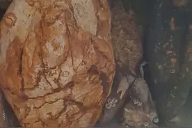 赶海抓回家的小螃蟹，能养活吗？看看我是怎么养的！