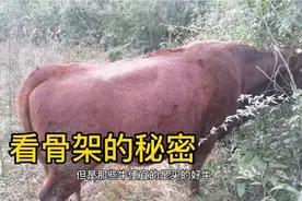 如何挑选优质西门牛，看骨架选牛技巧，好牛长的大生的小牛好