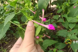 紫茉莉被人称“地雷花”，种子长得像地雷，居然还有这么多好处！