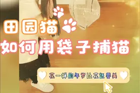 如何用一个塑料袋捕捉一只猫