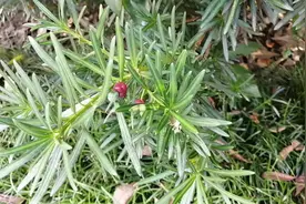 罗汉松的果子，有红有绿，有点意思