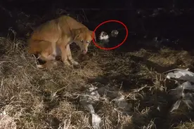 救助无家可归的母狗和幼犬，在潮湿和寒冷的雨天流浪，艰难生存！视频封面