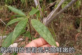 桃树叶还有这些药用价值，来了解下吧视频封面