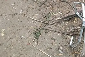 杂交野兔，土鸡视频封面