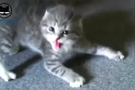 很想知道这只猫咪到底看到了什么，吓成这个样子