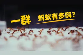 蚂蚁出巢是为了什么？视频封面