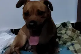 狗妈妈不停的舔舐刚出生的小幼崽