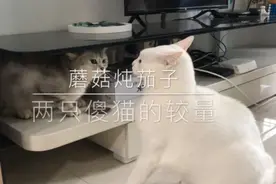 在绝对力量面前，卖萌也无效