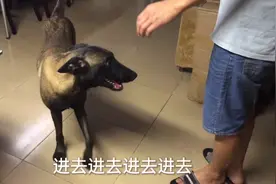 狗狗灵敏的嗅觉，真能嗅出陌生的弟弟和我是一样的血缘吗？好亲切视频封面