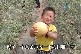 河南安阳，90后小伙种植的大棚“黄金瓜”。一亩收入20000块视频封面