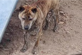 土狗之王虎斑犬，你见过红眼虎斑犬吗？稀世珍品，极其稀有。视频封面